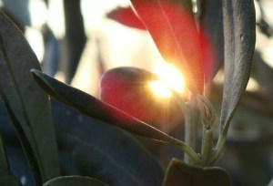 Primošten 09.03.2014.