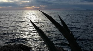 Agave_Primošten 2015