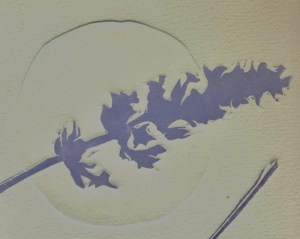 Martina Gracin_English lavender (3)